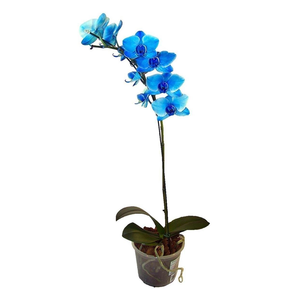 Flor Orquídea Phalaenopsis Azul Pote 12